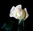 A stunning white rose bloom captured in detail against a contrasting black background, highlighting its elegance.